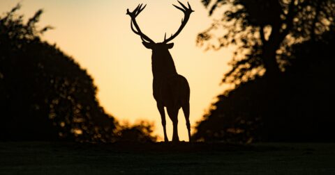 Brâme du cerf