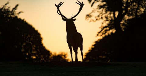 Brâme du cerf